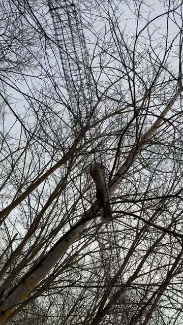 БЕЛКА дразнит карело-финских лаек! A SQUIRREL teases the Finnish Spitz!