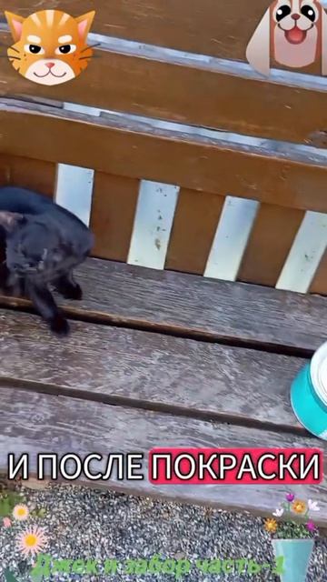 Джек и забор 1🐶🐱😅