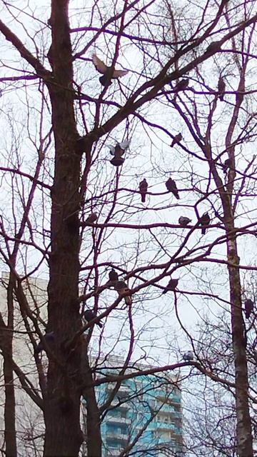 Весна набухли почки на деревьях )))))