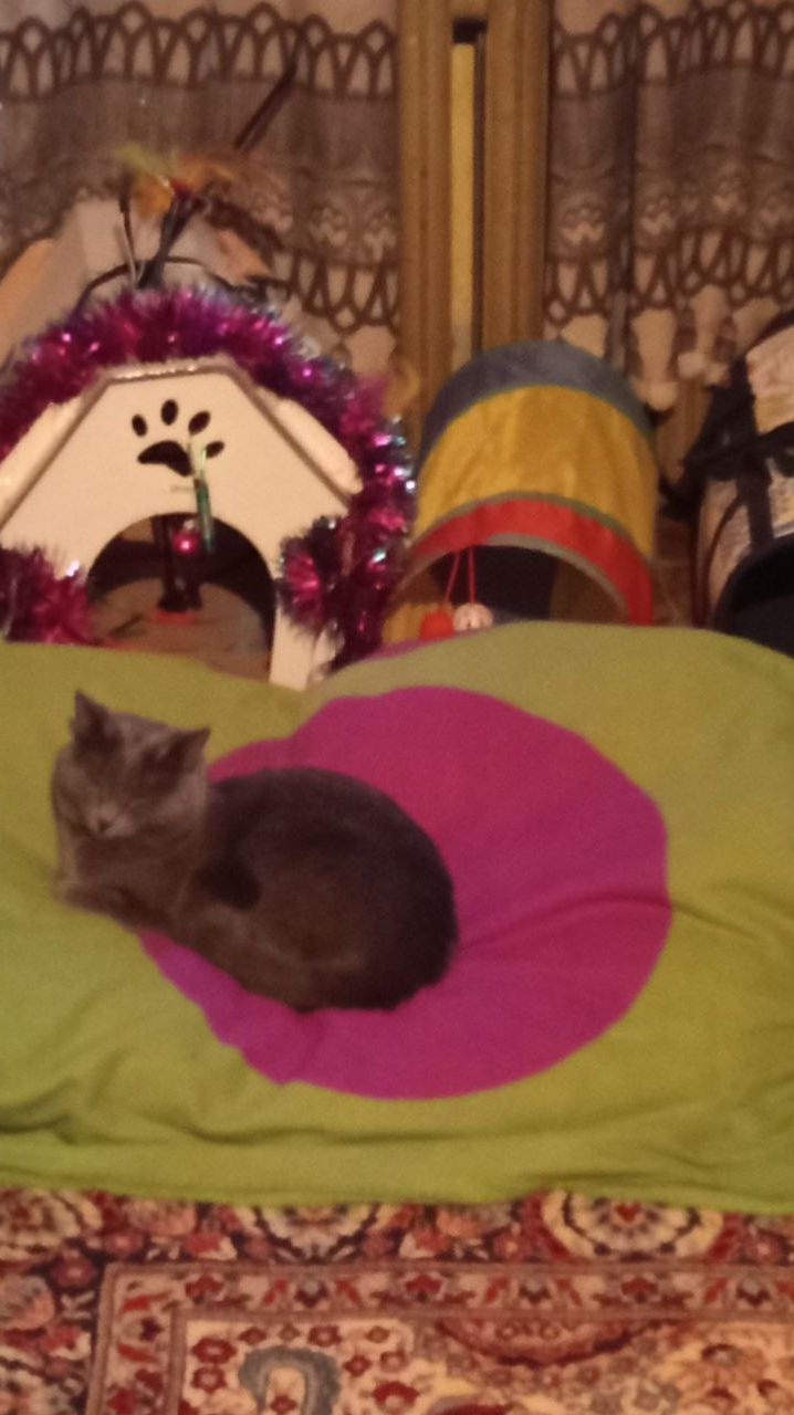 Кот Атос любит хорошо поспать! #shorts #котатос #животные #коты #кошачийсон