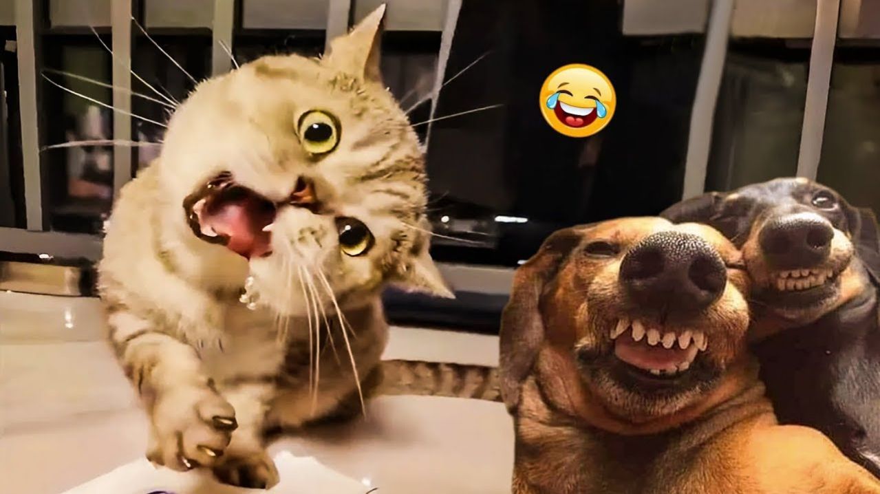 СМЕШНЫЕ КОТЫ | ЛУЧШИЕ ПРИКОЛЫ С КОТАМИ, СОБАКАМИ, КОШКИ, СОБАКИ, ЖИВОТНЫЕ, СМЕШНОЕ ВИДЕО