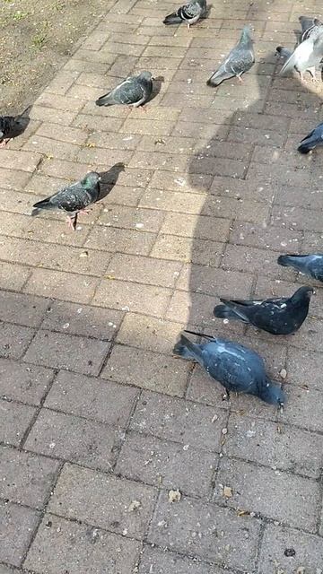 ПОКОРМИМ ГОЛУБЕЙ 19-04-2026