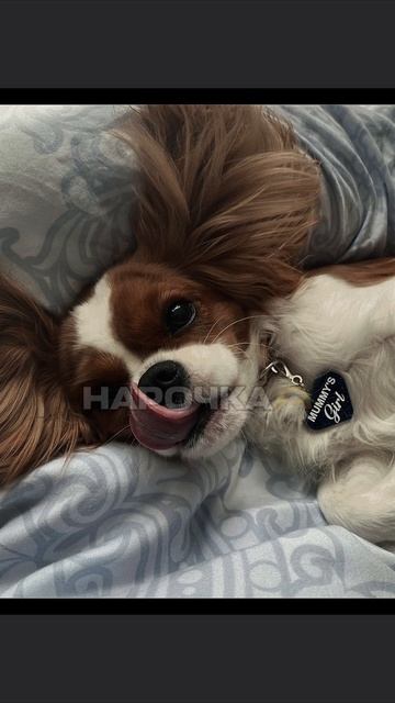 пиши в коменты