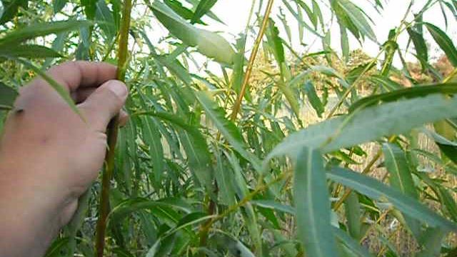 зелёный прут