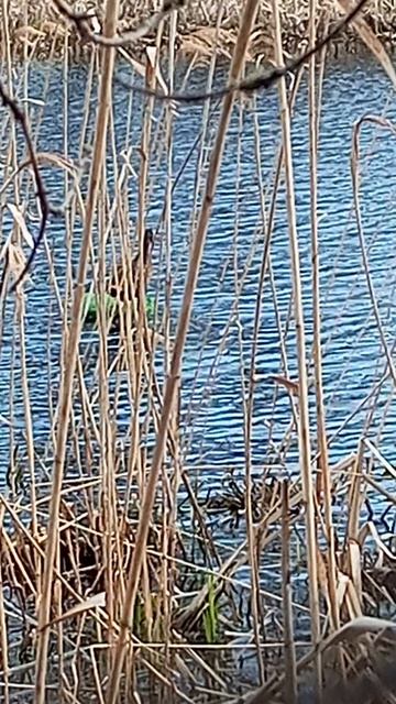 усаживайтесь по удобней. фильм про ОХОТУ НА ВЕСЕННЕГО 🦆 СЕЛЕЗНЯ