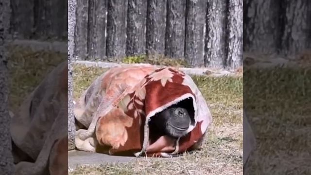 Как я встаю после бурной субботы 😁😁😁