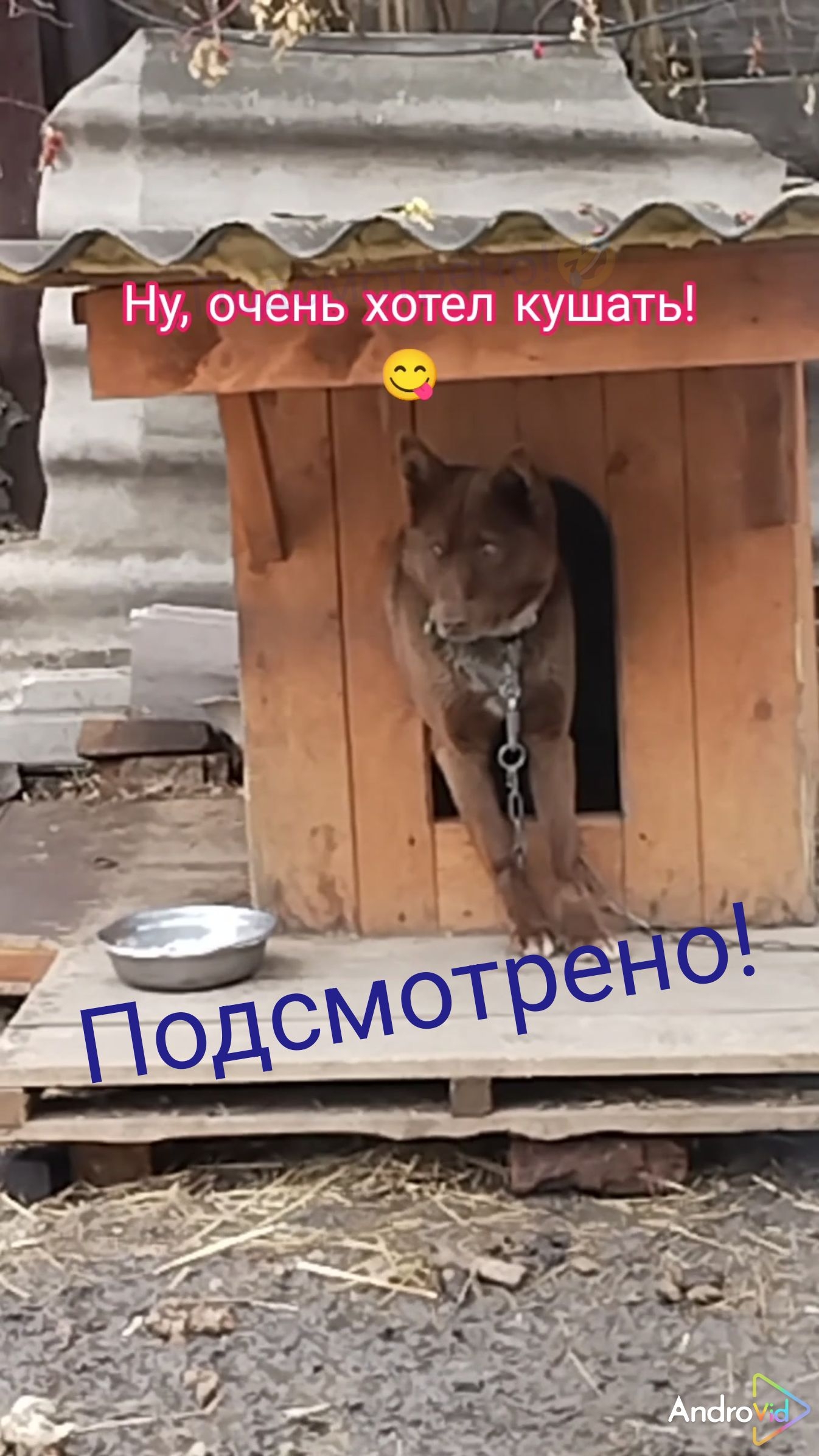 Мишка. Послеобеденный сон!🤣🐕  19-04-2026