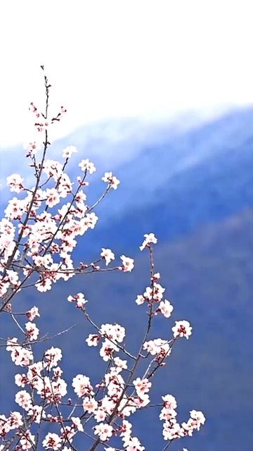 🌸Более века истории: цветущие сады в деревне Дуодан