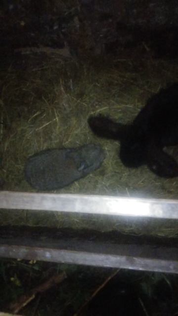 Наглая особа и проверка маточника