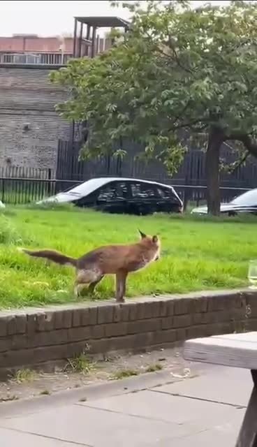 D072074acf4f91b842a32544c144f654