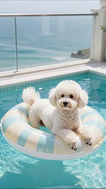 Пудель на плавательном круге: летние радости! #собака #лето #плавание