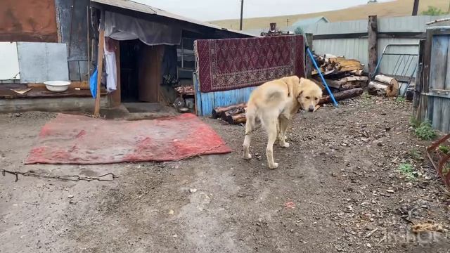 Алабай и новая шлейка Как я продавала капусту