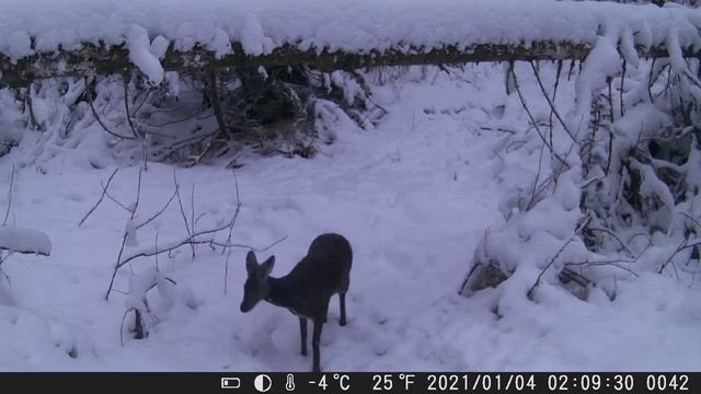 Видео от Красноярская тайга. Фотоловушки