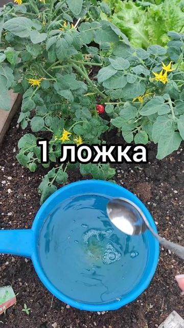 Первая важная подкормка томатов!