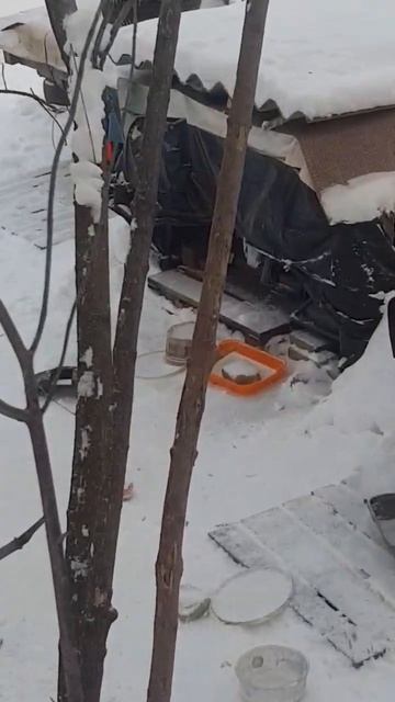 205. #бездомныеживотные #собаки