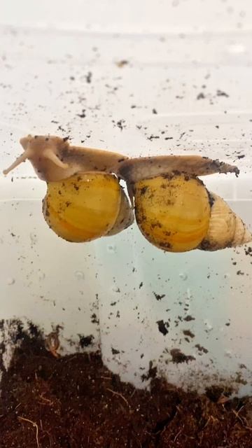 дружба крепкая