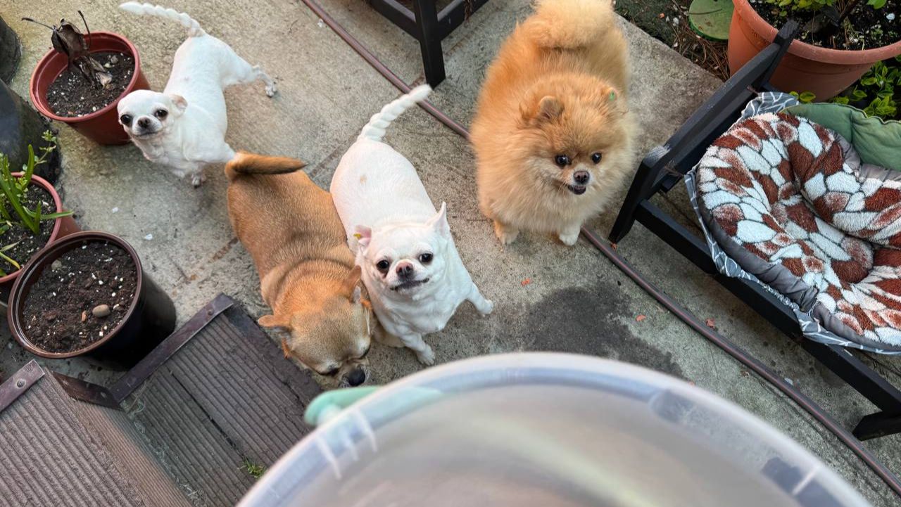 Все очень дружненько полакомились.