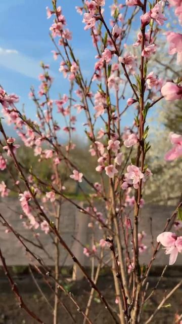 ДНР. Харцызск. 19.04.2026. Цветы у дома. Персик-его ни счем не спутаешь