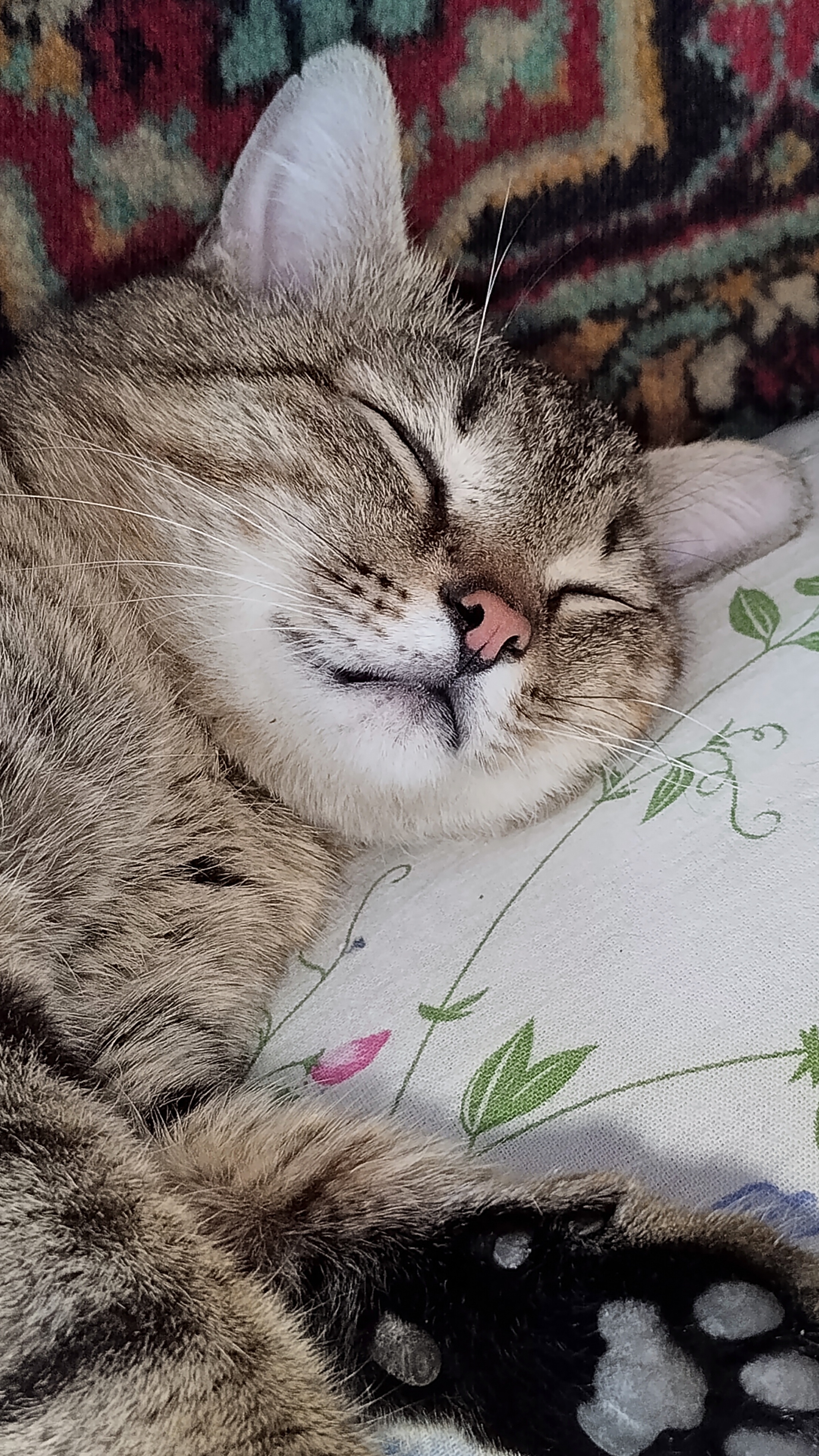 У кого же, слаще кот!?😂😺😍 #животные 19-04-2026