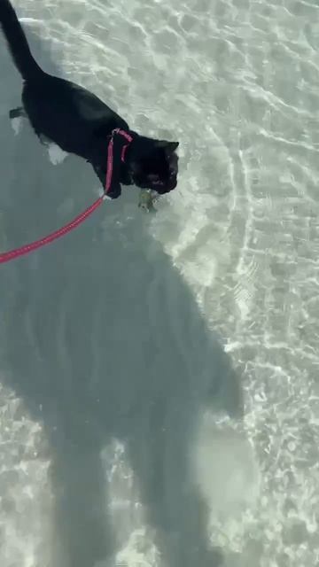 Морской котик