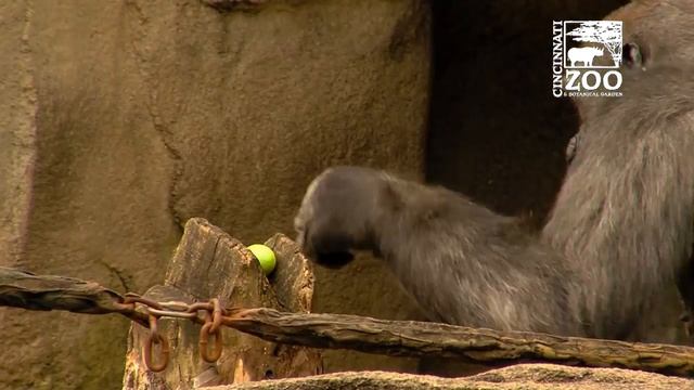 Gorilla Egg Hunt 2016 - Cincinnati Zoo