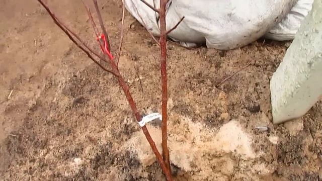 КАК ОБРЕЗАТЬ САЖЕНЦЫ. ПРИ ВЫСАДКЕ ВЕСНОЙ. #ВиталийОрех #Виталий7соток