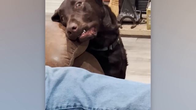 ЧРЕЗВЫЧАЙНО ДРАМАТИЧНЫЕ ЖИВОТНЫЕ, КОТОРЫЕ ЗАСТАВЯТ ВАС УЛЫБНУТЬСЯ