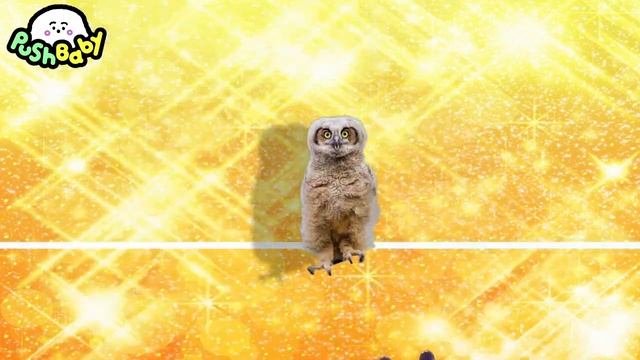 Watchem Fall  Clarinet Polka  PushBaby Official