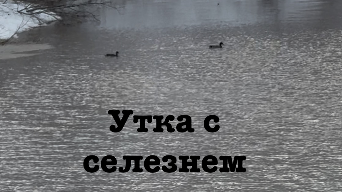 Селезни с утками на озере