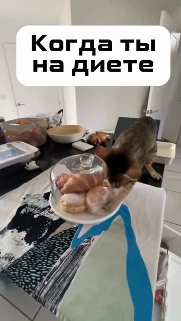 😅😅😅 #диета #коты #смех