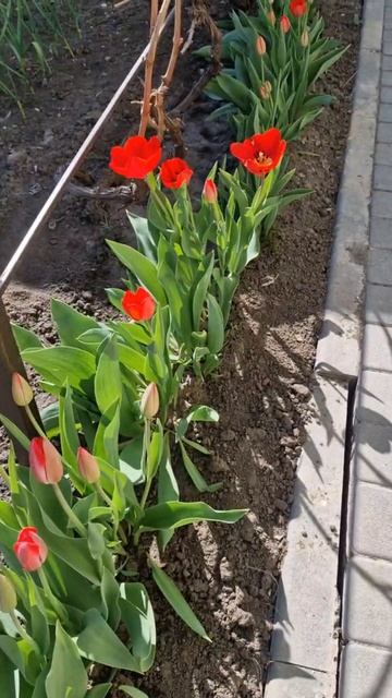 Мои тюльпаны