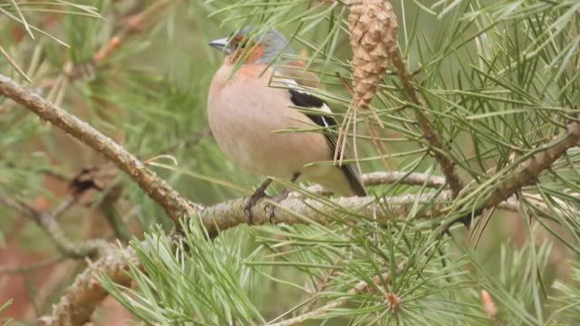 A57956e926f1fdc91e4022617a221ea0