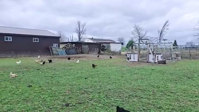 УБОРКА ОГОРОДА ПОЧЕМУ НЕ БУДЕТ БОЛЬШЕ ТЕПЛИЦИ