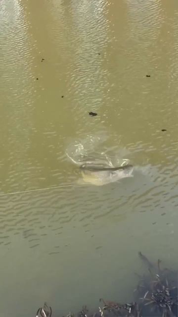 Клип @zatropheem