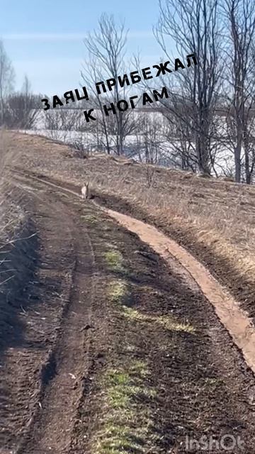 Заяц-русак подбежал к ногам