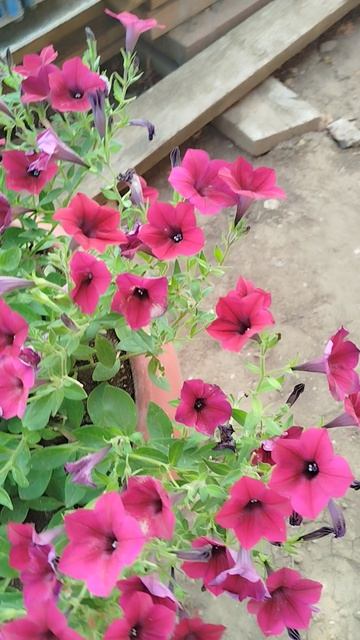 Поздняя посадка в кашпо ампельных петуний серии Тайдал Вейв.