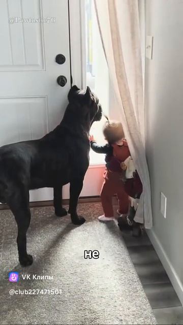 Big dog 🐕 Кане-корсо