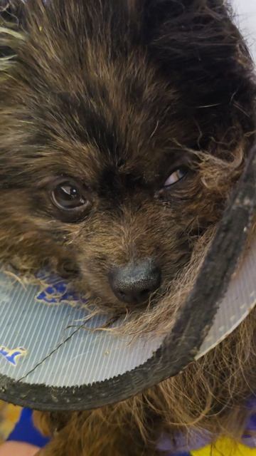 Луна и её глаз шпиц собака животные шпицы