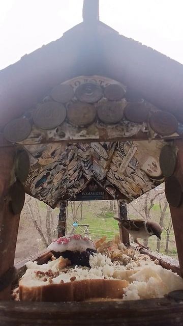 1000015842.mp4Жизнь кормушки.19.04.2026г.