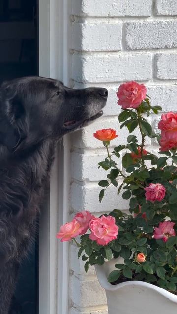 4d630fb721535f823a2b90b421a08525