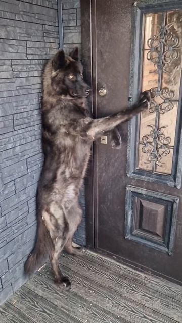 Ну где Вы так долго были?) #русскийвольфхунд #собаки #щенки #животные #новоевидео #любимцы #мимишки