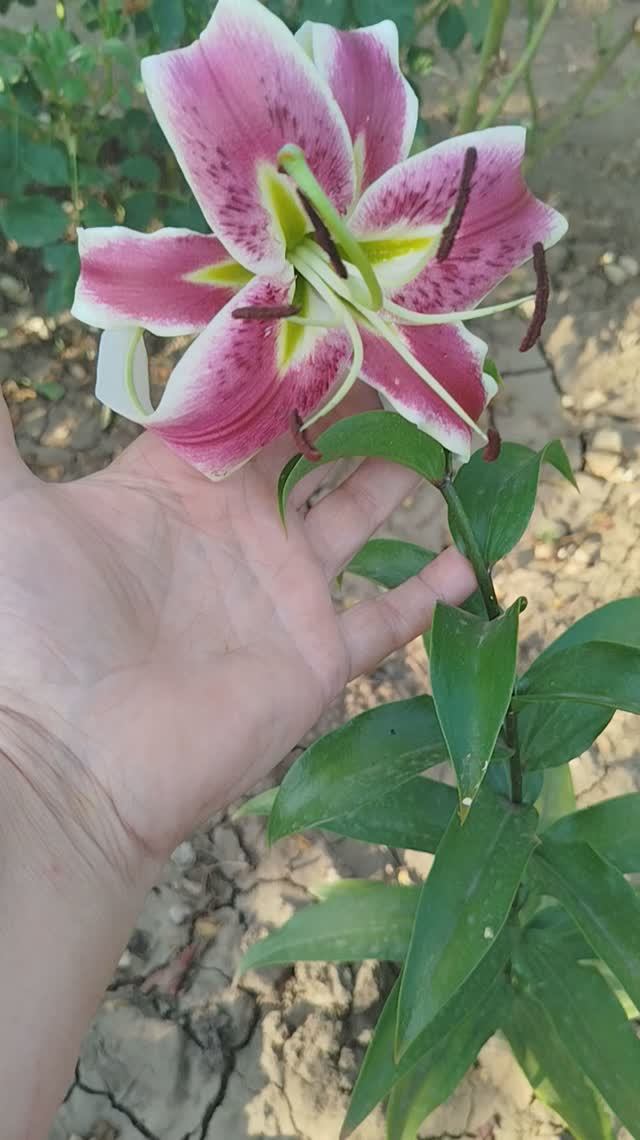 Лилия ОТ гибрид Беверли Дрим.