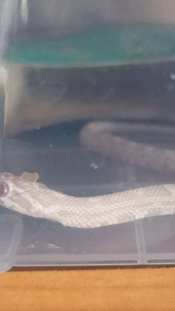 Любопытный малыш маисового полоза.