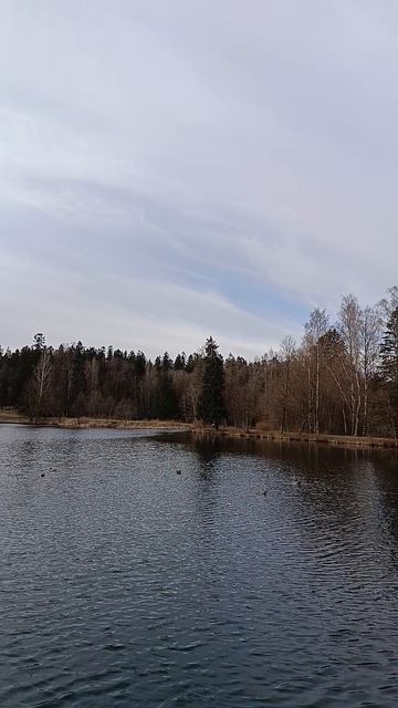 Весна в Шуваловском парке_5. С-Пб_Апрель 2026 год