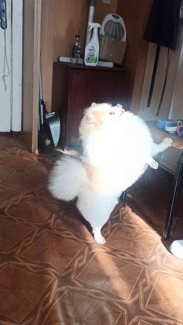 Шпиц Микуша подстригся на весну. Зоосалон Eteluin г.Краснодон.