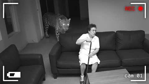 ТАЙНАЯ НОЧНАЯ ЖИЗНЬ, СНЯТАЯ НА КАМЕРУ