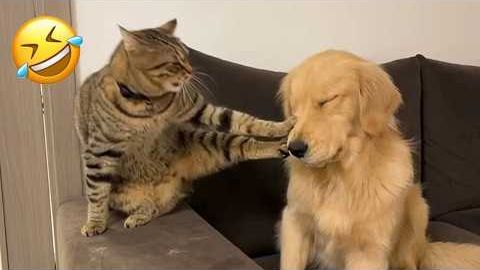 Смешные Кошки-Коты  😸Лучшие приколы с кошками и Животными😸 СОБАКИ😸 Животные- Смешные видео!