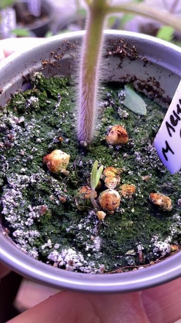 Что делать если при выращивании рассады появился мох