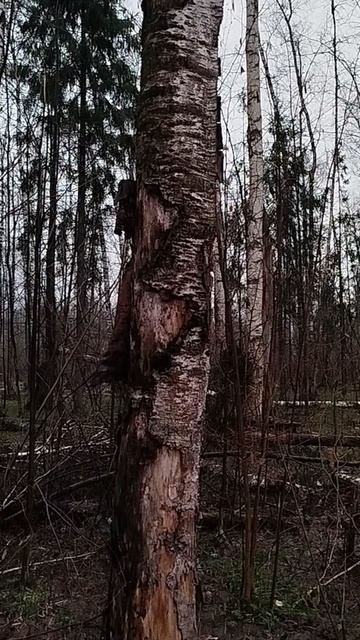 Руна Соулу — ⵢ, Руна Беркана — ᛒ