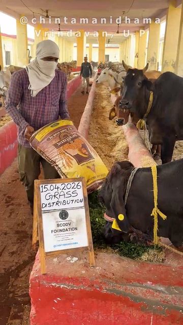 12 - 18 апреля. Видеоотчет о кормлении коров